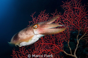 A Timid Cuttlefish by Marco Fierli 
